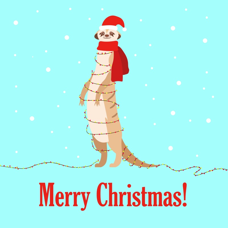 Merry Christmas Meerkat Tangled In Christmas Lights Card