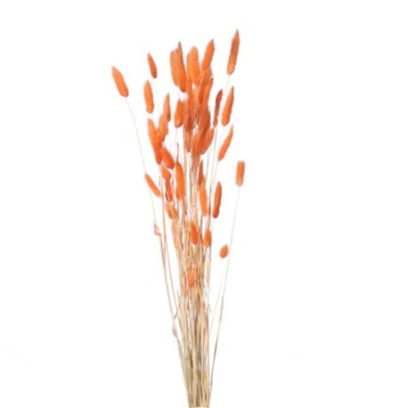 Orange Bunny Lagurus Dried Flowers
