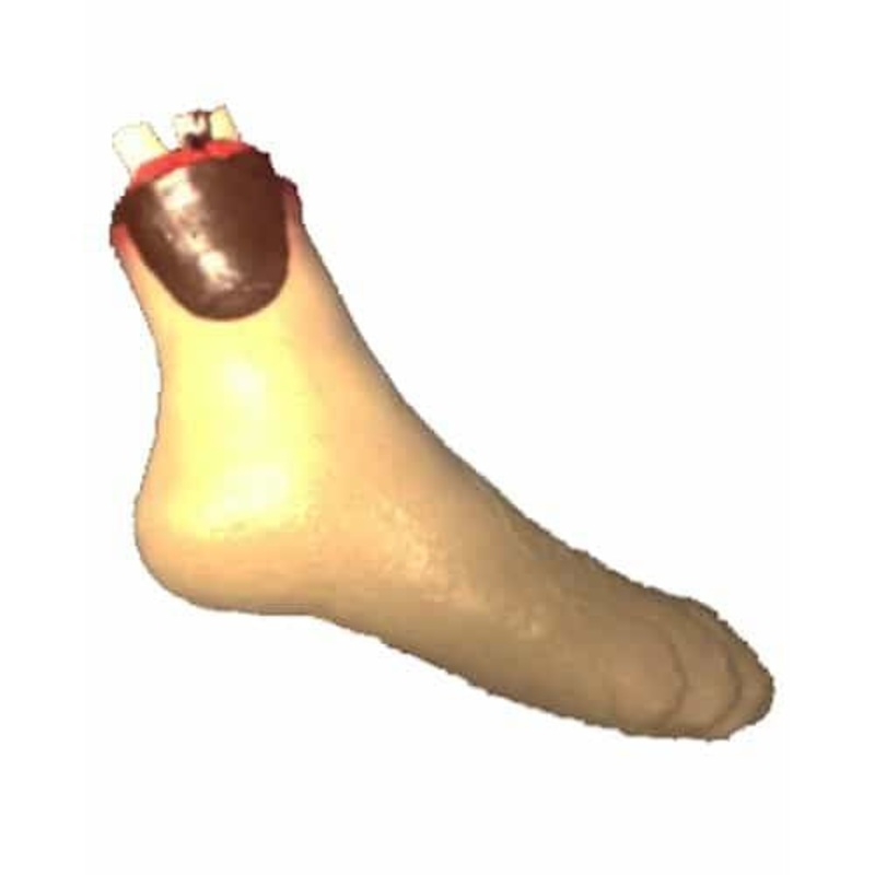 Severed Life Like Foot